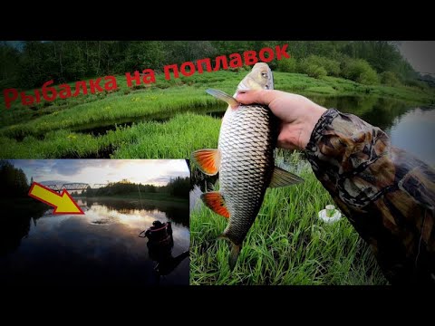 Видео: Рыбалка в начале лета на поплавок. Река Луга. Ловится Голавль, Сырть ( Вимба)