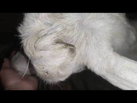 Видео: як даю соду козам