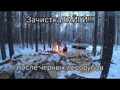 Видео: ЧИСТИМ ТАЙГУ ПОСЛЕ ЧЁРНЫХ ЛЕСОРУБОВ!!! ЗАГОТОВКА ДРОВ!!!