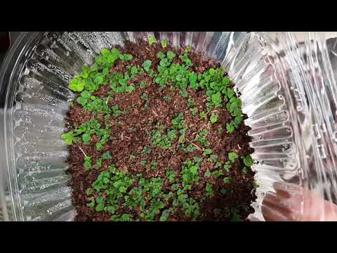 Видео: Как выглядят посевы бегонии декоративнолиственной