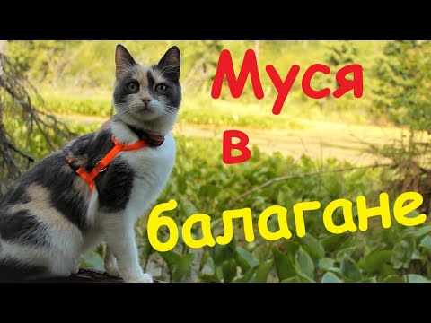 Видео: Муся в балаганчике / отдых в лесном домике