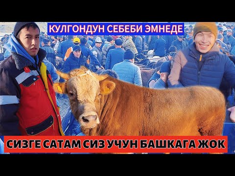 Видео: 23.10.25ж АРАВАН МАЛ БАЗАР ТОЙ СЕЗОН БАШТАЛДЫ ЭЛДИ БААРЫ МАЛ БАЗАРДА