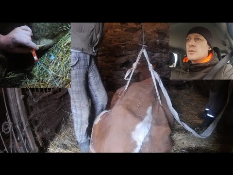 Видео: ПАРЕЗ, ЗАЛЕЖИВАНИЕ ИЛИ ИСТОЩЕНИЕ У КОРОВЫ? ОДИНАКОВОЕ ЛИ ЛЕЧЕНИЕ?