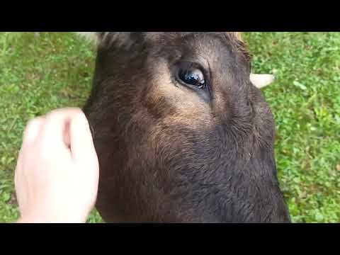 Видео: ПО КАКИМ ПРИМЕТАМ ВЫБРАТЬ ТЕЛКУ,ЧТО БЫ БЫЛА МОЛОЧНОЙ КОРОВОЙ?