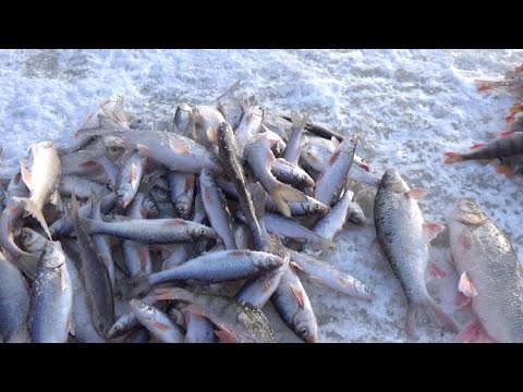 Видео: Пробурились в ручье лунки, а там......