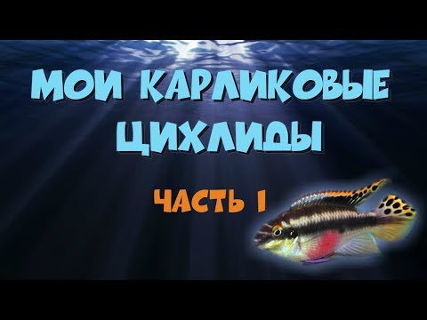 Видео: Мои карликовые цихлиды, часть 1. Пельвикахромис пульхер