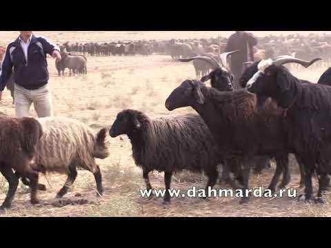 Видео: Гиссарские овцы, как определить породность овцы или барана