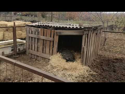 Видео: Вовкин Двор обзор 2024 Венгерская Пуховая Мангалица / Наконец-то купил солому.