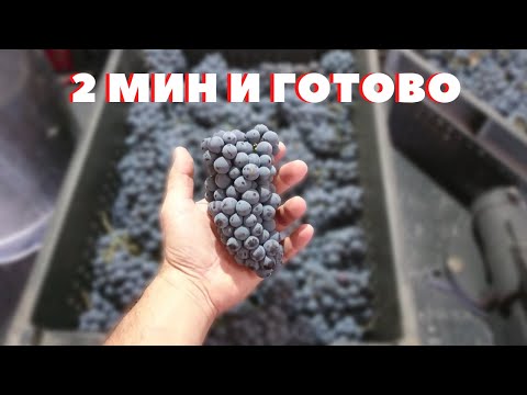 Видео: Приспособление для давки винограда / Как быстро отделить гребни от винограда