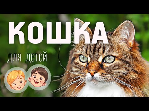 Видео: Кошка. Видео про животных для детей 3+