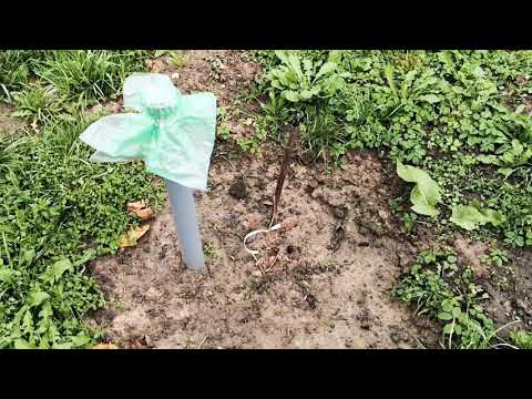Видео: Как укрыть саженец винограда первого года на зиму