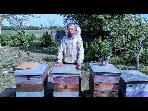 Видео: Підсадка маточників у хвости які залишились після відбору бджолопакетів