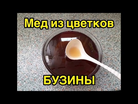Видео: Мёд из цветков бузины 🍯 Вы сами сможете приготовить | Лучший рецепт мёда 👍