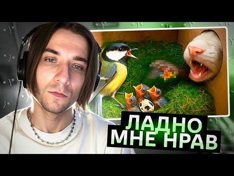 Видео: ВЕНЯ ВЕКК СМОТРИТ  СЛИВКИ ШОУ: ГНЕЗДО С ПТЕНЦАМИ БЫЛО АТАКОВАНО ХИЩНИКОМ / РЕАКЦИЯ VENYA VEKK