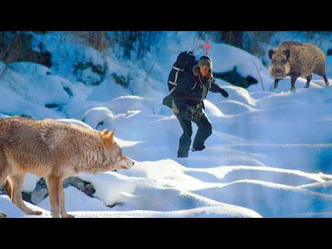 Видео: Что нельзя делать при встрече с Волком и Диким Кабаном !!!