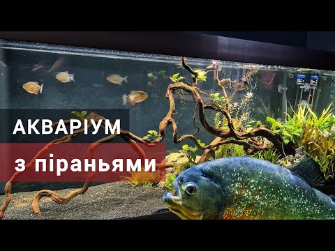 Видео: Оформлюємо акваріум з піраньями (Pygocentrus nattereri) під ключ - Eheim Vivaline LED 240