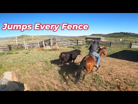 Видео: В погоне за диким быком