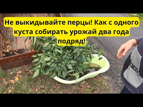 Видео: Не выбрасывайте кусты перцев! Уловка для нового урожая!