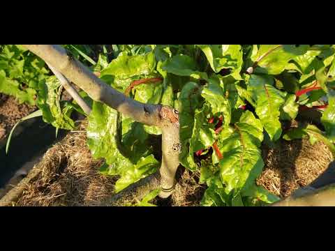 Видео: Прикапывание инжира, И как я обрезаю.