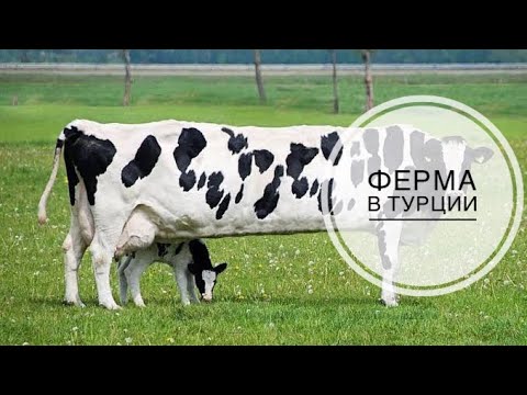 Видео: Ферма в Турции. Коровы Козлы Бранны
