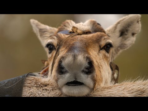 Видео: охота   в лесотундре Вынгаяхи.