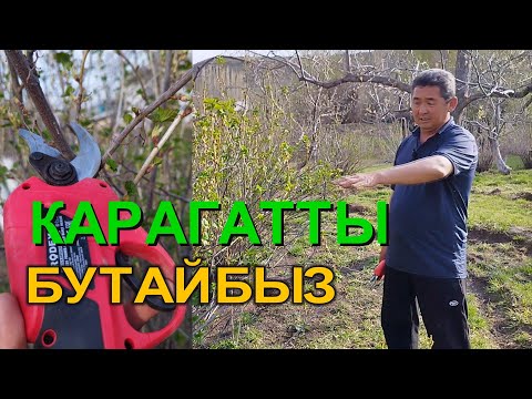Видео: КАРАГАТТЫ ТУУРА БУТОО МЕНЕН САПАТТУУ ТҮШҮМ АЛСАҢЫЗ БОЛОТ    КМЦ КЫРГЫЗСТАН