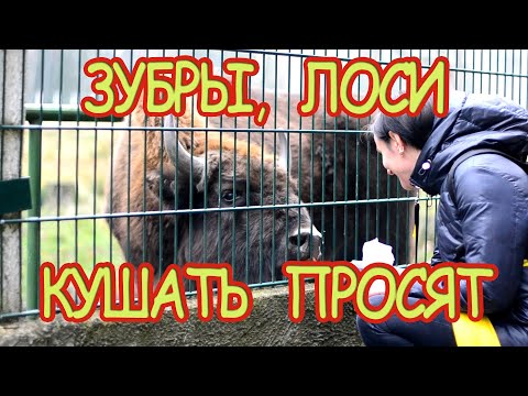 Видео: ТУТ ДОЛЖЕН ПОБЫВАТЬ КАЖДЫЙ. Беловежская пуща. Волки, олени, зубры и другие дикие животные