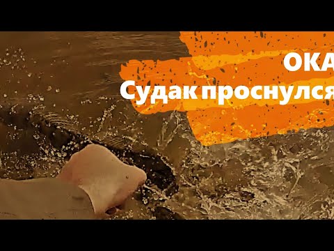 Видео: СУДАК ПРОСНУЛСЯ! ОКА. СТУПИНО-КАШИРА.
