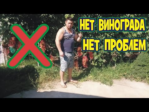 Видео: у МЕНЯ больше НЕТ  Винограда..оставил 4 ре из 23 кустов  !!! СОРТА от Которых Я отказался