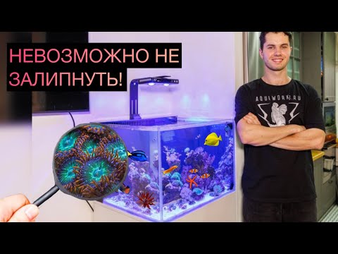 Видео: МОРСКОЙ АКВАРИУМ - ЭТО ПРОСТО!