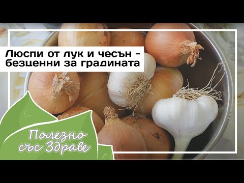 Видео: Луковая и чесночная шелуха – бесценные отходы для огорода