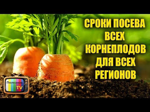 Видео: ЗАПОМНИ РАЗ И НАВСЕГДА СРОКИ ПОСЕВА ВСЕХ КОРНЕПЛОДОВ