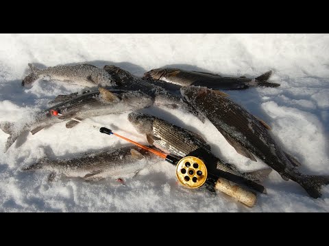 Видео: ХАРИУС НА ТАЁЖНОЙ РЕКЕ, ОТЛИЧНАЯ РЫБАЛКА, КРАСИВАЯ ТАЙГА.