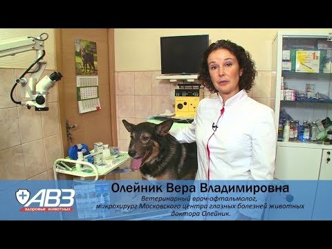 Видео: Профилактика и лечение глаз у собак
