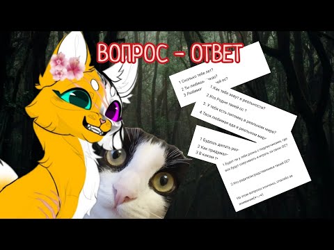 Видео: Вопрос - ответ с Кометой | #котывоители