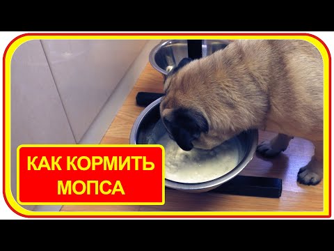 Видео: Чем кормить щенка мопса в 5-9-10-11 месяцев. Рацион питания для собаки. #кормдлященка