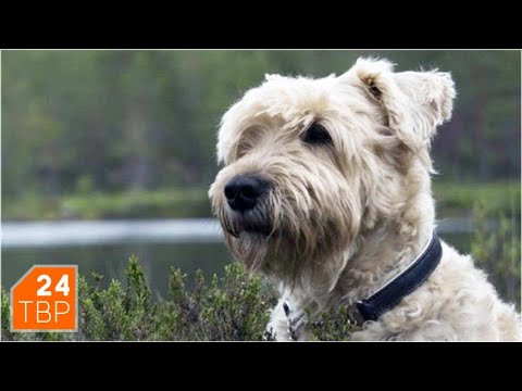 Видео: Ирландский мягкошерстный пшеничный терьер – не больше и не меньше | Сергиев Посад