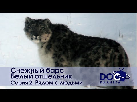 Видео: Снежный барс.Белый отшельник - Фильм 2. Рядом с людьми - Документальный фильм