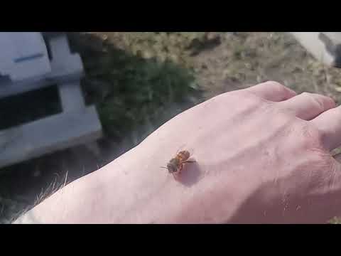 Видео: Зимовка в погребе на 100%. Бакфаст радует.