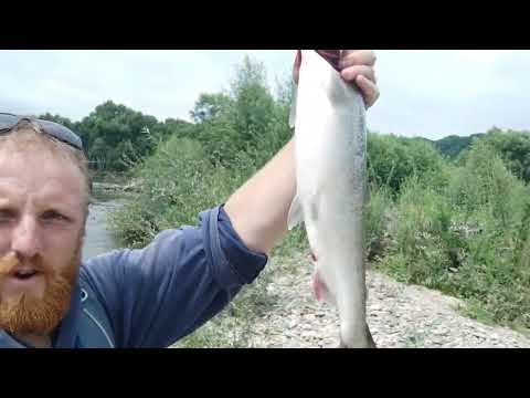 Видео: Ловим Симу. Приморский край. Cherry Salmon😍 #cherrysalmon