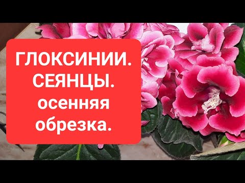 Видео: ГЛОКСИНИИ. СЕЯНЦЫ. Осенняя обрезка.