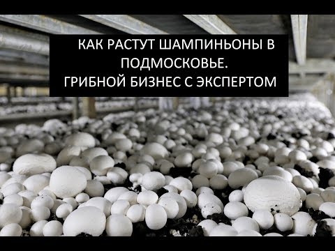 Видео: Выращивание шампиньонов в Подмосковье. Грибная ферма как бизнес.