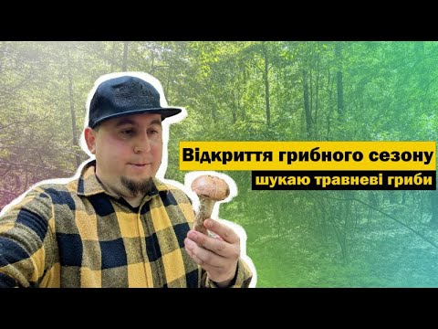 Видео: Збираю весняні гриби в травневому лісі. Відкриття грибного сезону