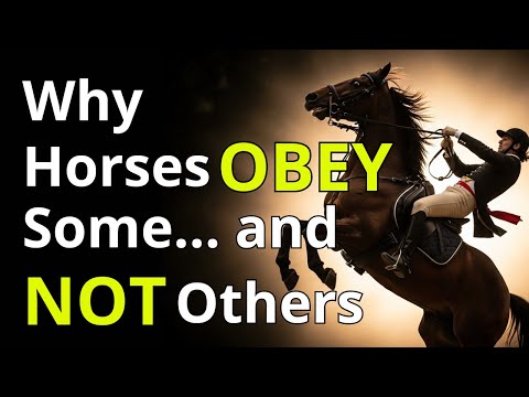 Видео: Почему лошадь подчиняется одним людям, а другим — нет? | Правда о лошадином уважении и лидерстве