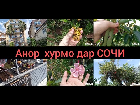 Видео: ВЛОГ🥰 хурмо Анор дар СОЧИ🥰