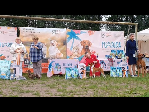 Видео: 31.08.2025, СПб. Клуб "Глэд" (РКФ, РФСС). Выставка собак всех пород "ОГНИ ПЕТЕРБУРГА" (САС, ЧФ)