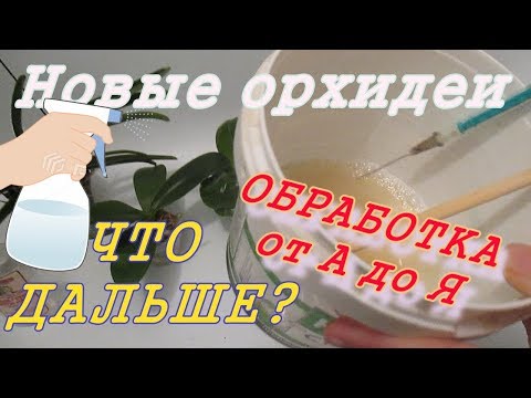 Видео: Как проходит моя обработка новых орхидей? Обнаружен мучнистый червец.