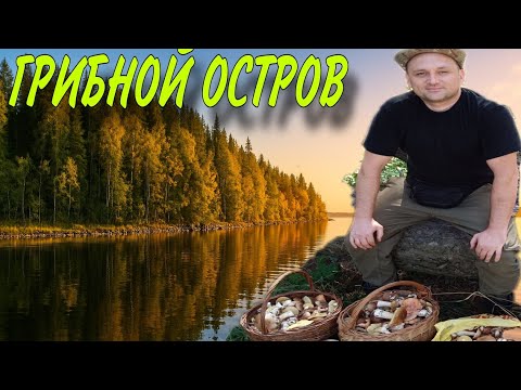 Видео: Грибы на ОСТРОВЕ. Шикарный сбор.