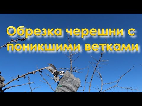 Видео: Обрезка черешни с поникшими ветками