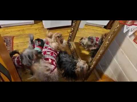 Видео: Йорки и зеркало🤣😀🐶 #puppy #суперсобака #yorkshire #yorkshireterrier #йорк #doglife #йоркомания #love